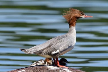 Goosander (Mergus merganser) ördeğinin portresi Windermere Gölü 'nde ördek yavrularıyla bir kayanın üzerinde duruyordu.