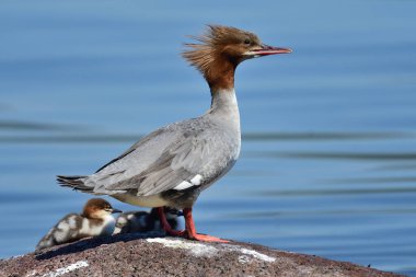 Sıradan bir merganser (Mergus merganser) ördeğinin portresi Windermere Gölü 'nde ördek yavrularıyla bir kayanın üzerinde duruyordu.