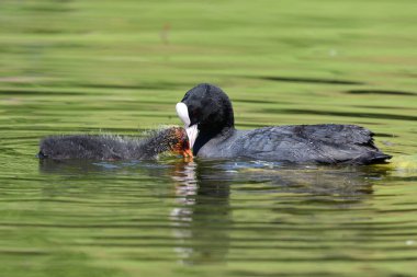Yavru bir yaban ördeği ile suda yüzen bir yaban keçisine yaklaş.