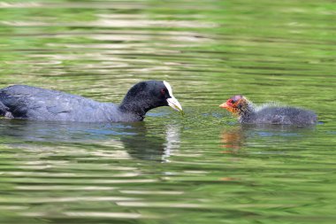 Yavru bir yaban ördeği ile suda yüzen bir yaban keçisine yaklaş.