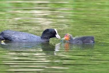 Yavru bir yaban ördeği ile suda yüzen bir yaban keçisine yaklaş.