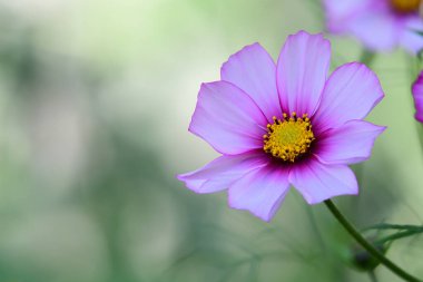 Şekerleme şeritli bir kozmos çiçeğine yakın.