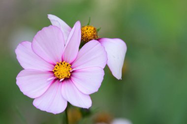 Şekerleme şeritli bir kozmos çiçeğine yakın.