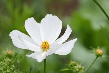 Beyaz bir kozmos çiçeğinin çiçek açması