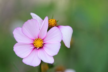 Şekerleme şeritli bir kozmos çiçeğine yakın.
