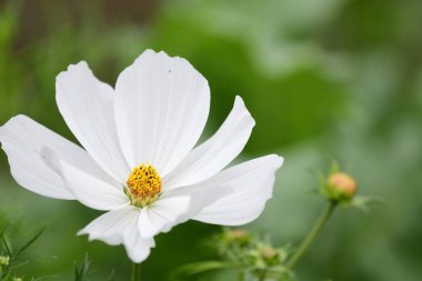 Beyaz bir kozmos çiçeğinin çiçek açması