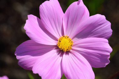 Çiçek açmış pembe bir kozmos çiçeğine yakın.