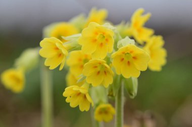 Çiçek açarken yaygın inek kaymalarına (primula veris) yakınlaş