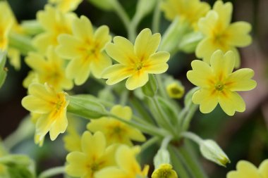 Çiçek açarken yaygın inek kaymalarına (primula veris) yakınlaş