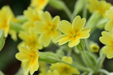 Çiçek açarken yaygın inek kaymalarına (primula veris) yakınlaş