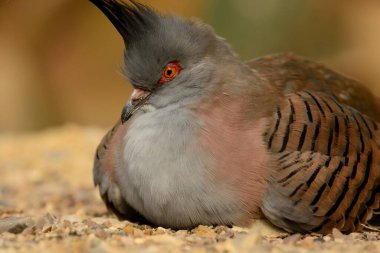 Zeminde oturan ibikli bir güvercin portresi (ospufotes)