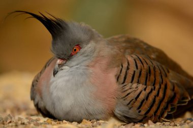 Zeminde oturan ibikli bir güvercin portresi (ospufotes)