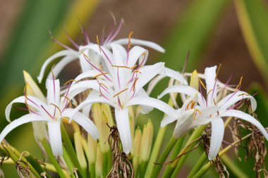 Çiçek açmış bir crinum zambağının (crinum asiaticum) kapağını kapat