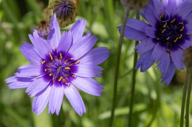 Çiçek açan cupids dart (katananche caerulea) çiçeklerini kapat