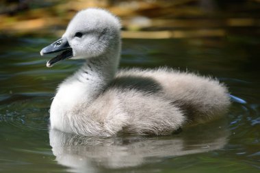 Suda yüzen yeni doğmuş bir cygnet 'e yaklaş
