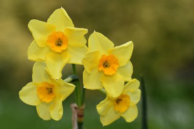 Nergislere (nergislere) yaklaşın.