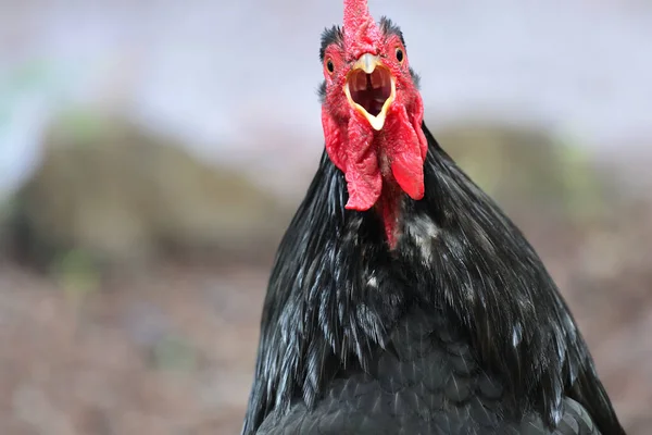 Gros Plan Portrait Poulet Squawking — Photo