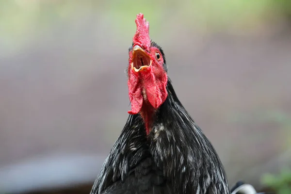 Close Portrait Chicken Squawking — Stock Photo, Image