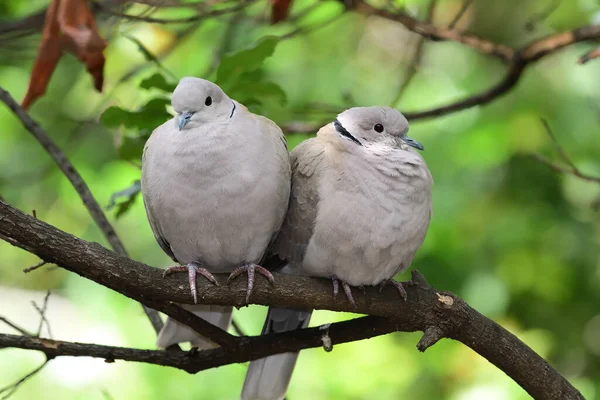 Portrait Deux Colombes Collier Eurasien Streptopelia Decaocto Perchées Sur Une — Photo