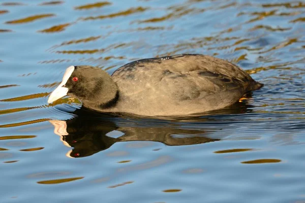 Portrait Coot Swimming Water — Stock Photo, Image