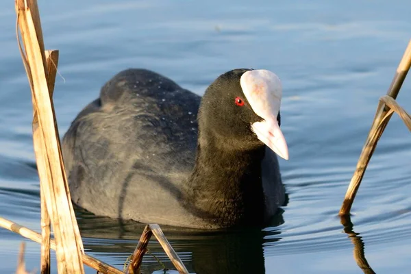 Porträt Eines Blässhühnchens Das Wasser Schwimmt — Stockfoto