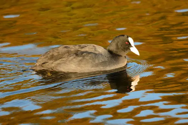 Portrait Coot Swimming Water — Stock Photo, Image