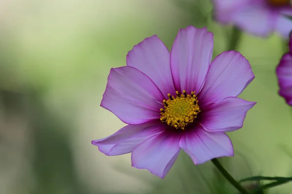 Close Uma Flor Cosmos Listra Doces Flor — Fotografia de Stock