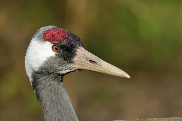 Nahaufnahme Kopfschuss Eines Kranichs Grus Grus Freier Wildbahn — Stockfoto