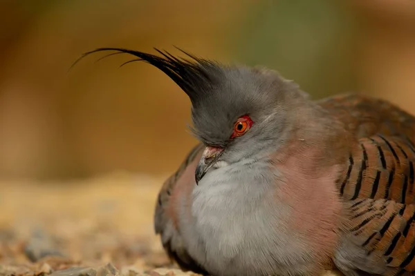 Portrait Pigeon Huppé Ocyphaps Lophotes Assis Sur Sol — Photo