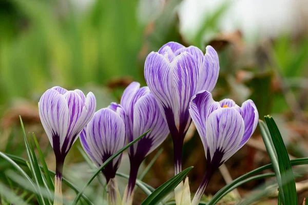 Vue Angle Bas Des Crocus Violets Blancs — Photo