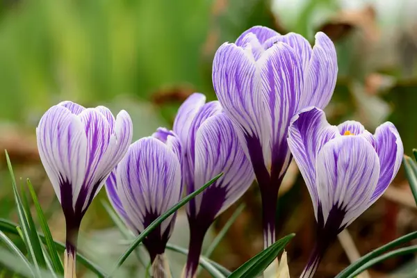 Primo Piano Crochi Viola Bianchi Fiore — Foto Stock