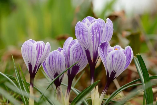 Primo Piano Crochi Viola Bianchi Fiore — Foto Stock