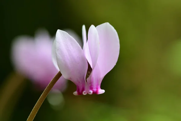 Крупним Планом Квітка Цикламена Цвітіння — стокове фото