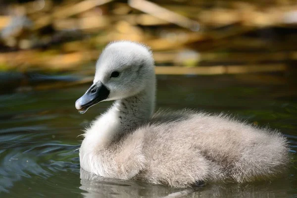 Portret Nowonarodzonego Łabędzia Cygnet Cygnus Olor Pływającego Wodzie — Zdjęcie stockowe