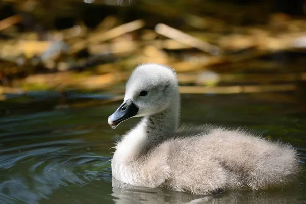 Porträt Eines Neugeborenen Höckerschwans Cygnus Olor Der Wasser Schwimmt — Stockfoto