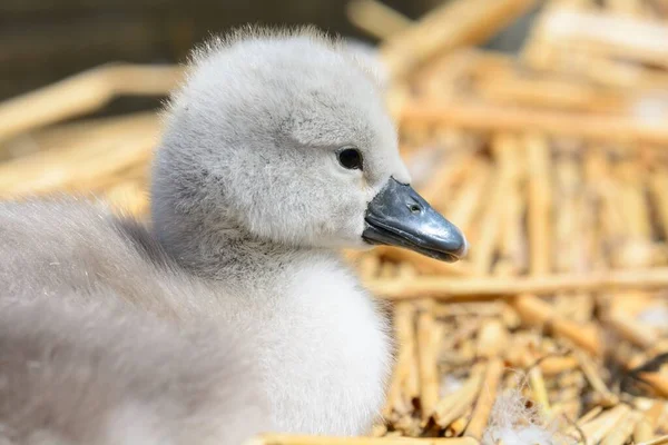 Zbliżenie Portretu Niemego Łabędzia Cygnet Cygnus Olor Gnieździe — Zdjęcie stockowe