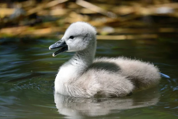 Portret Nowonarodzonego Łabędzia Cygnet Cygnus Olor Pływającego Wodzie — Zdjęcie stockowe