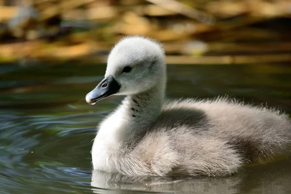 Porträt Eines Neugeborenen Höckerschwans Cygnus Olor Der Wasser Schwimmt — Stockfoto