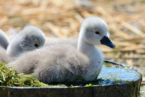 Portrait Cygne Muet Cygnes Dans Bain Eau Cygnus Olor — Photo