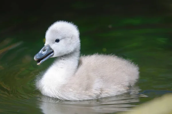 Közelkép Egy Újszülött Cygnet Úszás Vízben — Stock Fotó