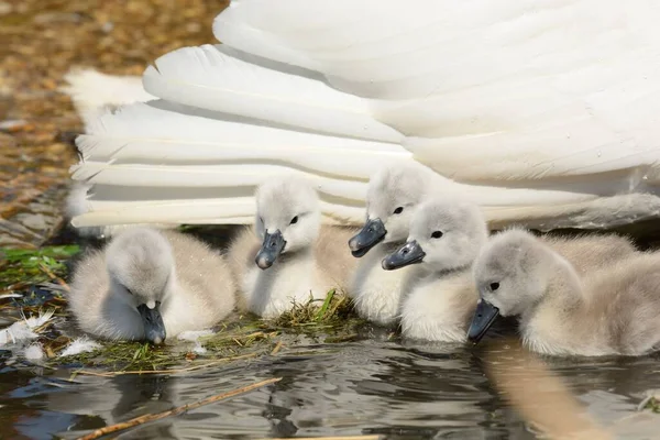 Gros Plan Des Cygnes Nouveau Nés Dans Eau Avec Leur — Photo