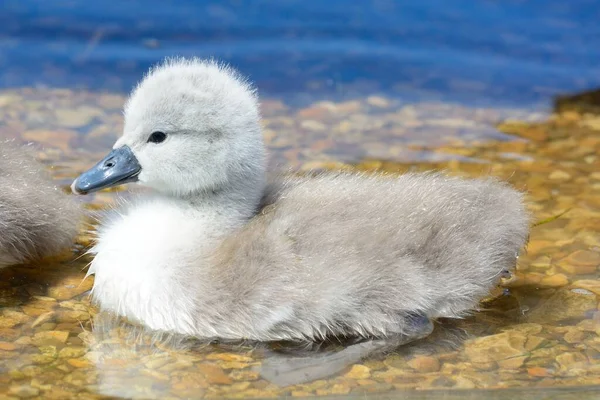 Närbild Nyfödd Cygnet Simmar Vattnet — Stockfoto