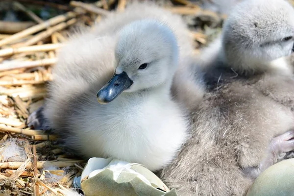 Gros Plan Des Cygnes Nouveau Nés Assis Dans Nid — Photo