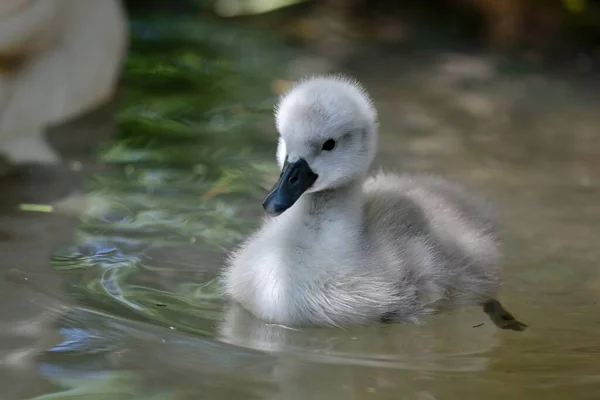 Gros Plan Nouveau Cygnet Nageant Dans Eau — Photo