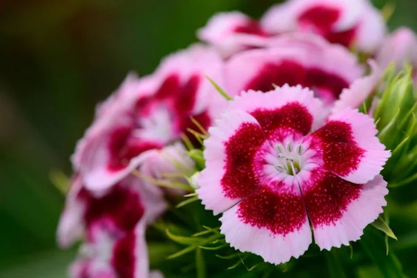 Nahaufnahme Von Rosa Und Weißen Süßen William Blüten Dianthus Barbatus — Stockfoto