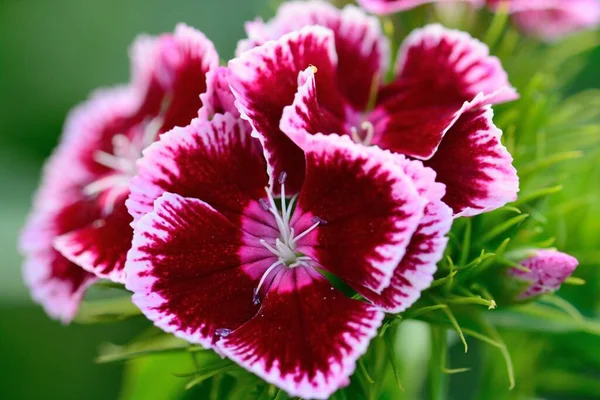 Çiçek açmış pembe tatlı William (Dianthus Barbatus) çiçeklerine yaklaş