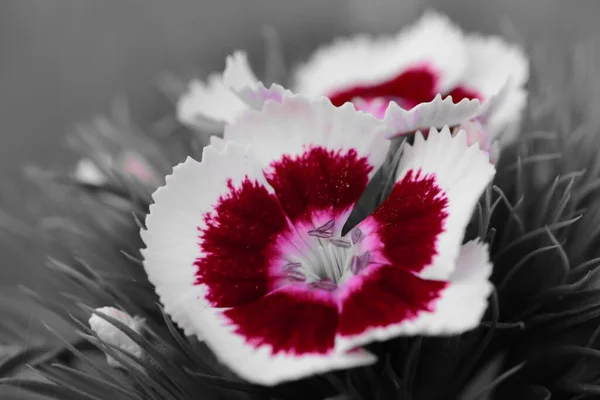 Червоний Білий Кольори Квітів Вільяма Барбатуса — стокове фото