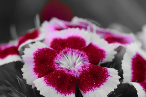 Кольори Розмальовки Квітів Червоного Білого Діантуса Цвітіння — стокове фото