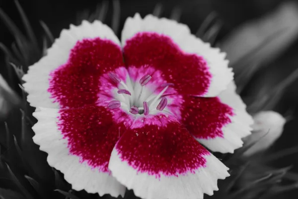 Кольоровий Розмах Однієї Квітки Діантуса Цвітіння — стокове фото