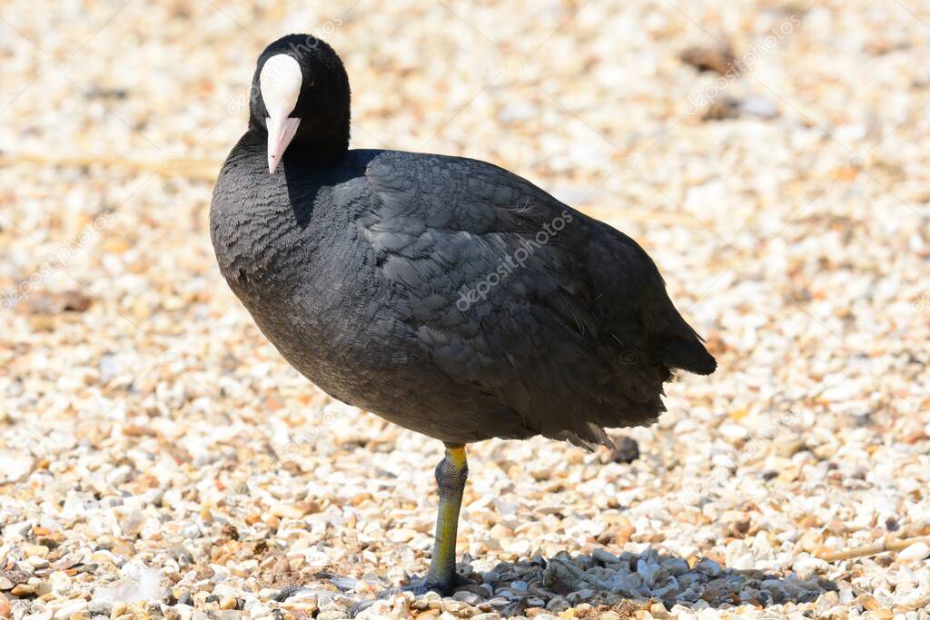 Portrait of a coot standing on one leg